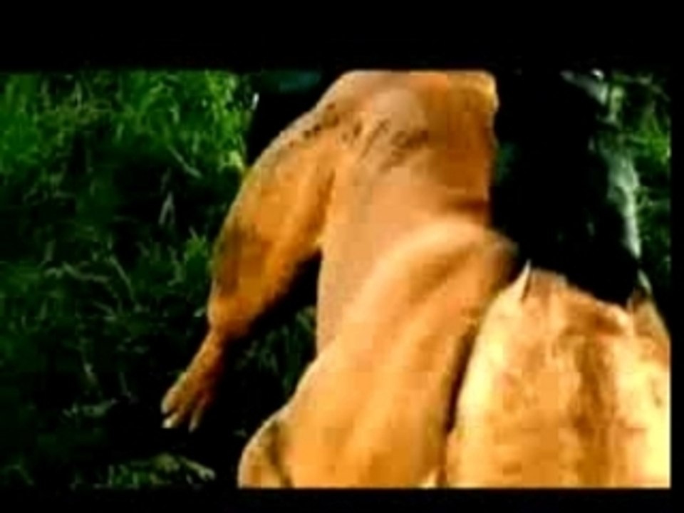 putain dson! kamelancien