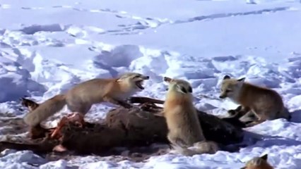 Yellowstone - Realm of The Coyote Documentary 2017