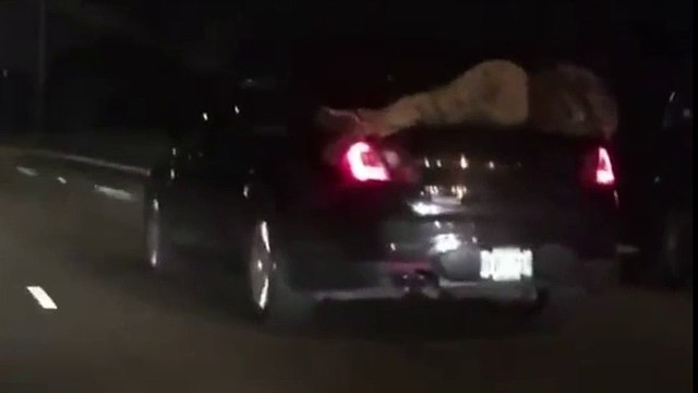 Conducen 22 kilómetros con un borracho encima del coche