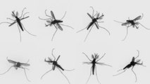 Comment vole un moustique : un battement d'ailes inédit