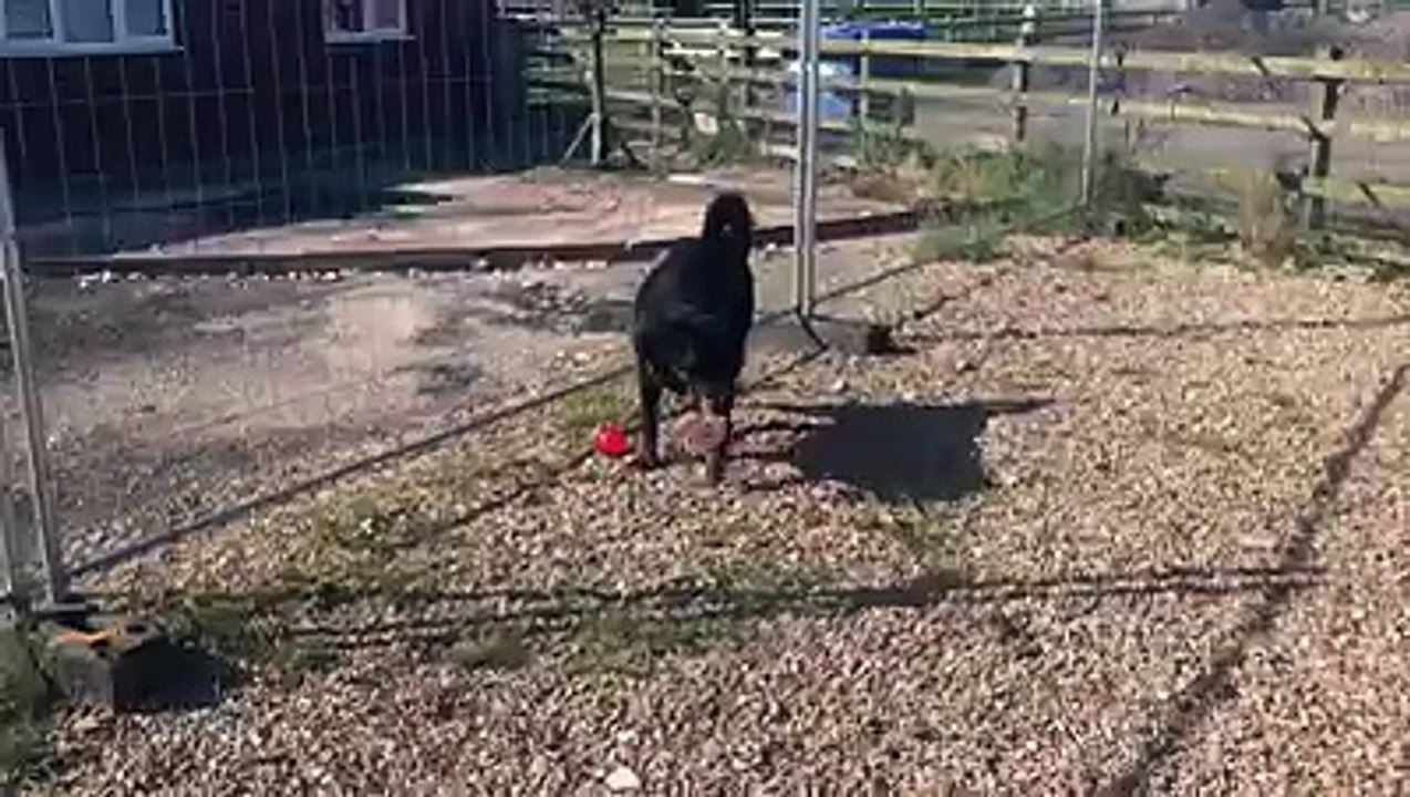 Cutting Edge Canine Supplements for Dog's Muscle Growth & Condition