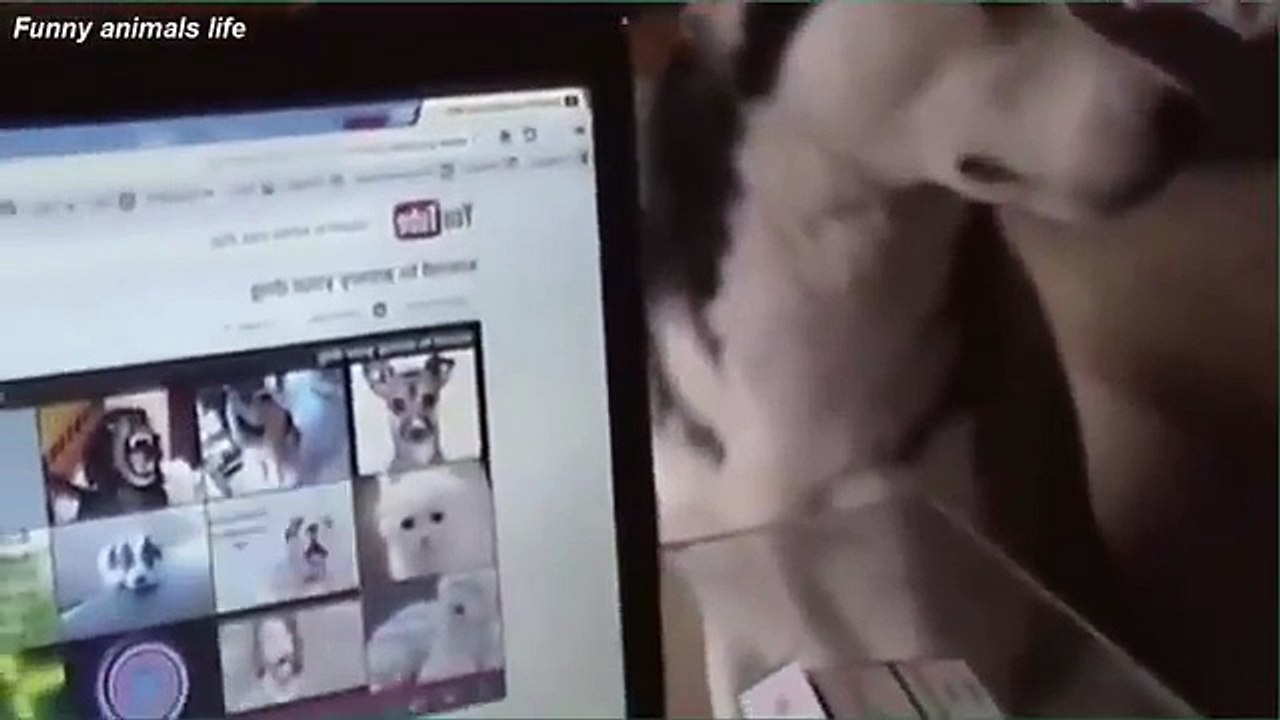 funny sound to annoy your dog affect on your dog funny animals 2015   #7