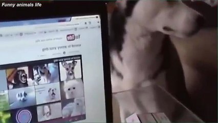 funny sound to annoy your dog affect on your dog funny animals 2015   #7