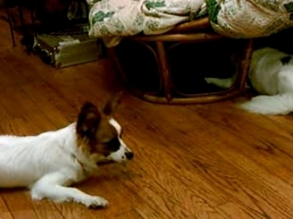 Papillon wild kingdom CLIP0998