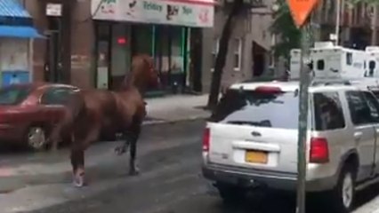 Carriage horse escapes, runs wild through Manhattan
