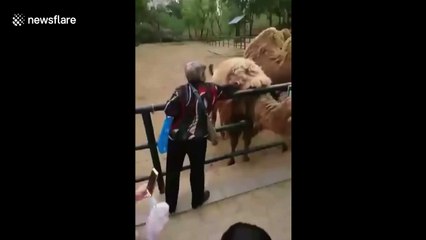 Woman pulls out huge chunk of hair from camel in zoo