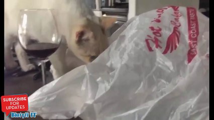 Chat vs Sac plastique