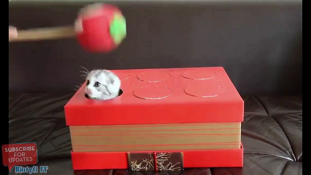 Jeu de la taupe avec des chatons