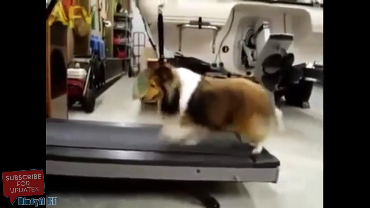 Un chien sur un tapis de course