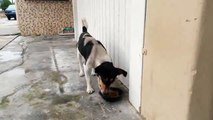 Ce chien fou attaque sa propre patte pendant qu'il mange !