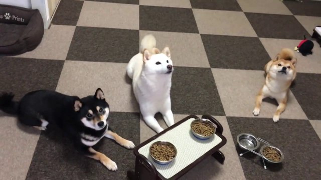 Ces chiens attendent patiemment avant de manger !