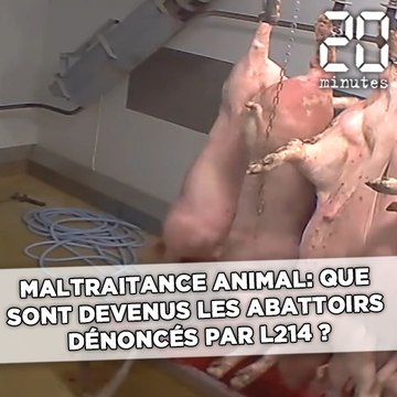 L214: Où en sont les affaires des abattoirs révélées par l'association ces dernières années ?
