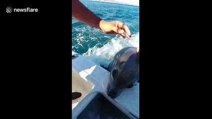'Friendly' sea lions surprise fishermen on boat