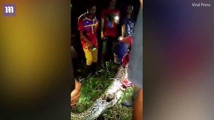Des villageois coupe un python géant et découvre le corps de leur ami disparu à l'intérieur!