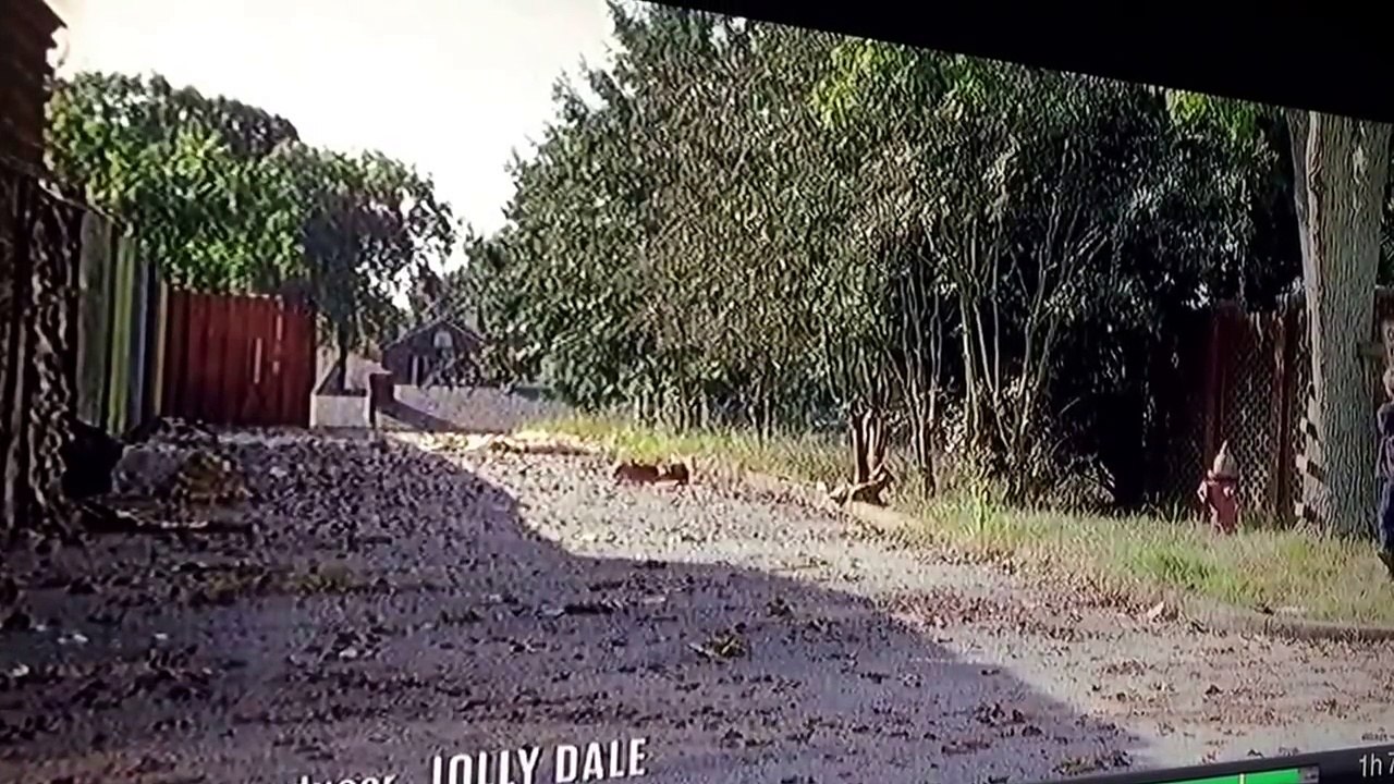 The Walking dead Bruce Campbell cameo