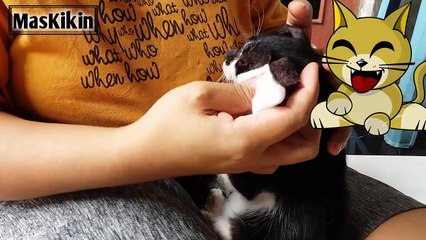 Cara membersihkan kuping kucing dengan mudah