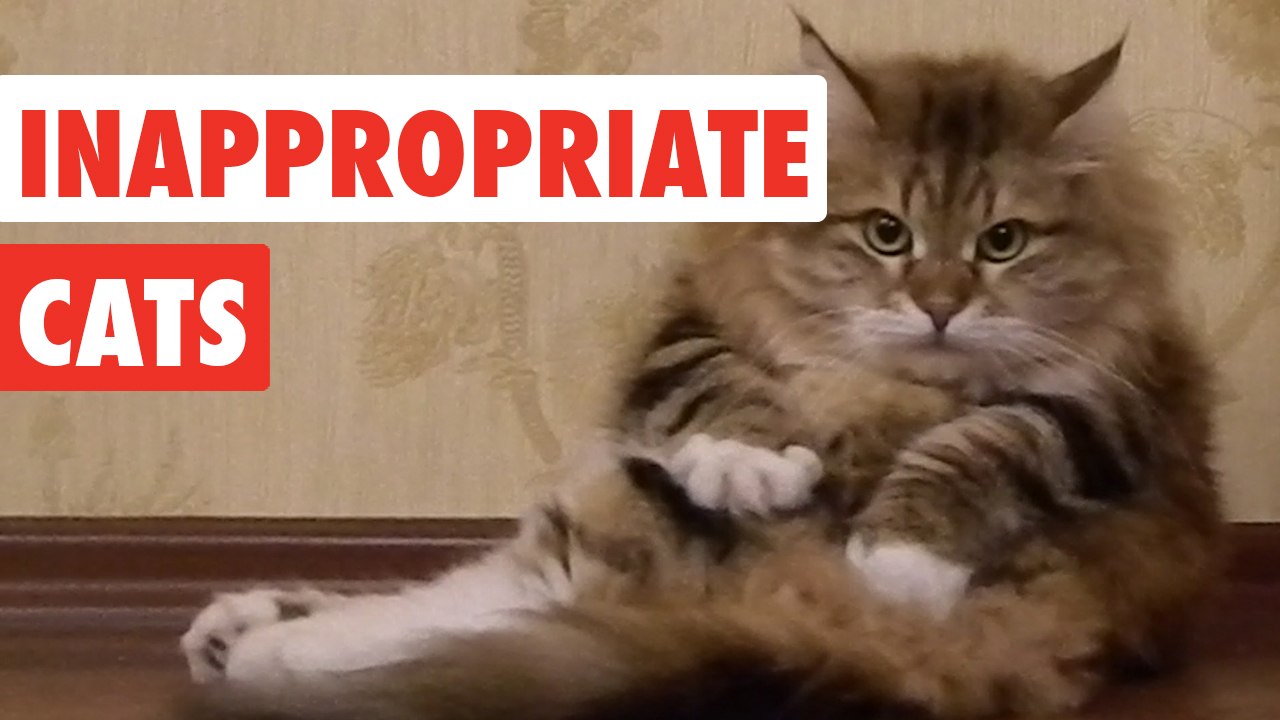 Inappropriate Cats | Funny Cat Video Compilation 2017 - video Dailymotion