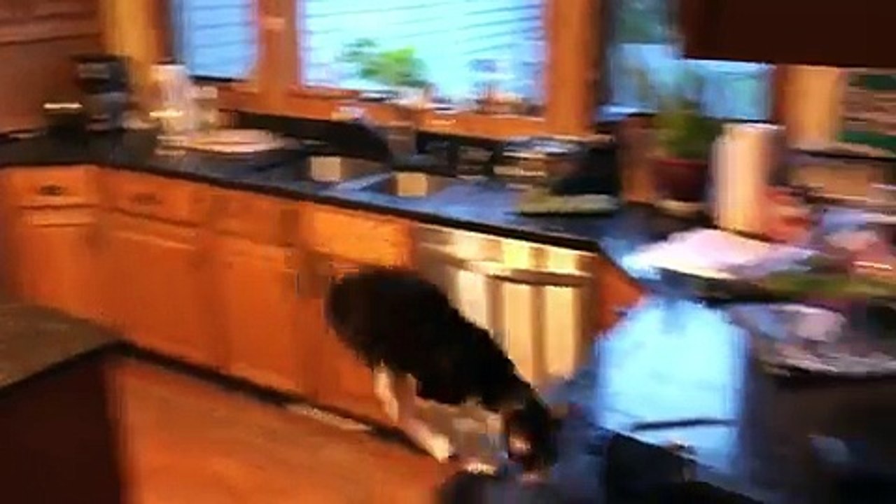 Quand les chats volent