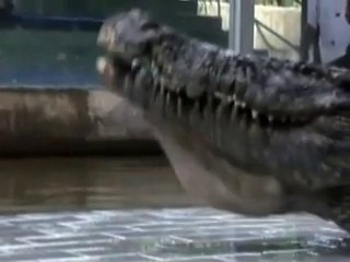 TİMSAH ÇOCUGUN  KOLUNU KOPARDI .ÖZELLİKLE 1.DAKİKA 18. SANİYESİNE DİKKAT !