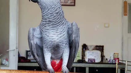 Konuşan Papağan Paşa.-izle