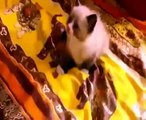 Dünyanın En Komik 10 Kedi Videosu