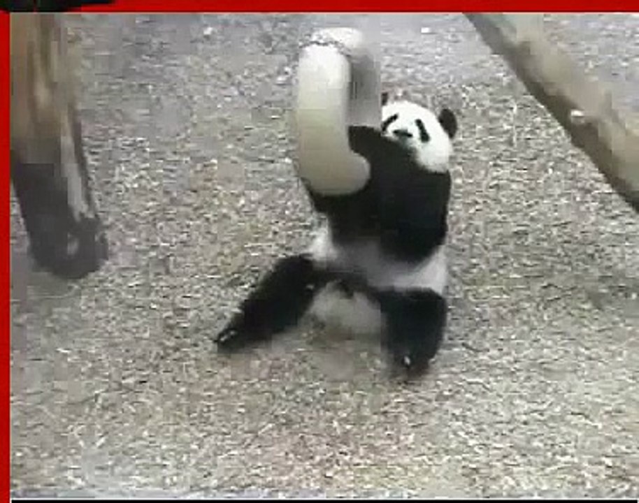 Panda and a silver ring