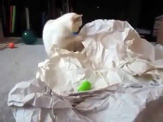 Cat Likes Touching Stuff
