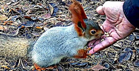 This Little Squirrel Nibbling on Food is Actually Adorable To Watch