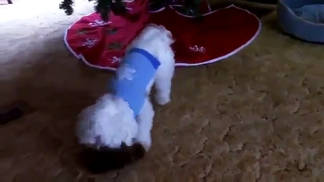 Puppy gets a pet