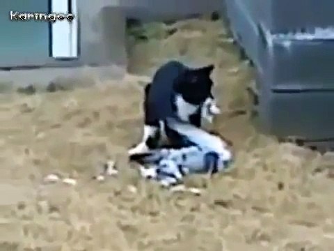 Güvercin ölü taklidi yaparak hayatını kurtardı komik videolar hayvanlar alemi