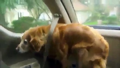 dog putting on her own seatbelt