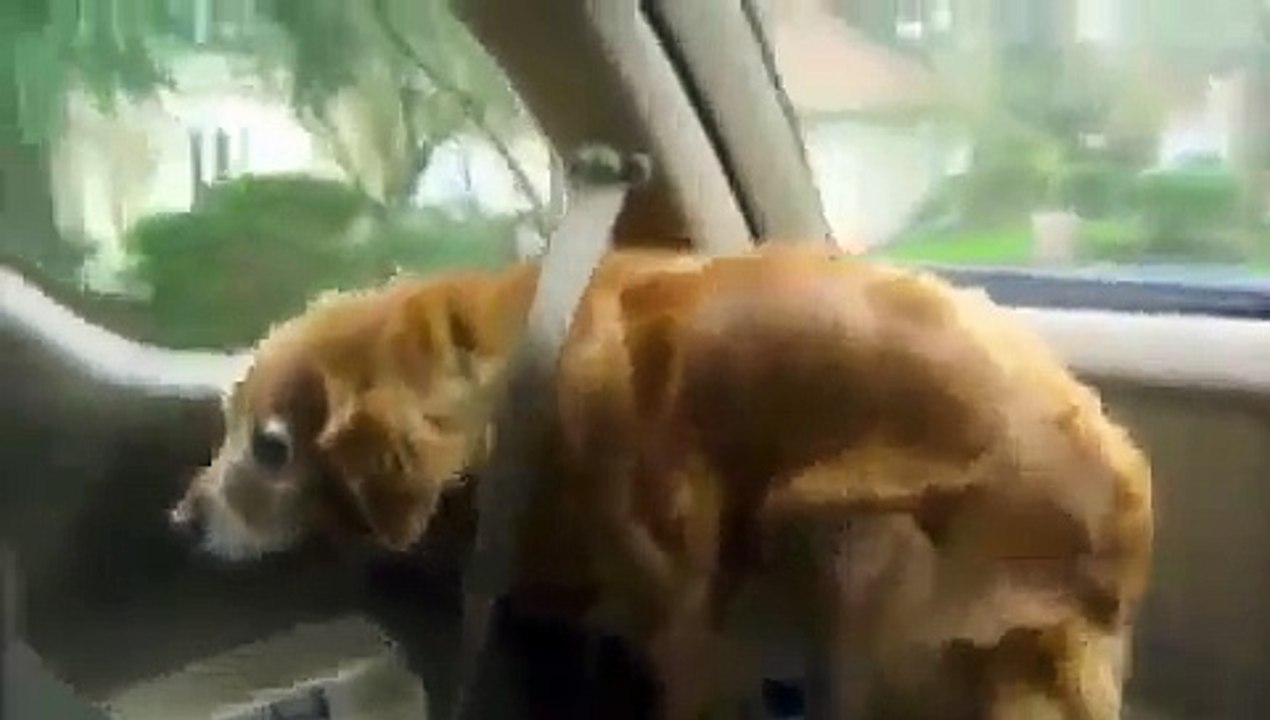 dog putting on her own seatbelt