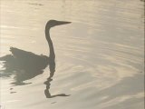 Copie de mes plus belles photos d'oiseaux