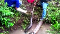 El impresionante rescate de una anaconda de casi 5 metros que quedó atrapada en un tubo