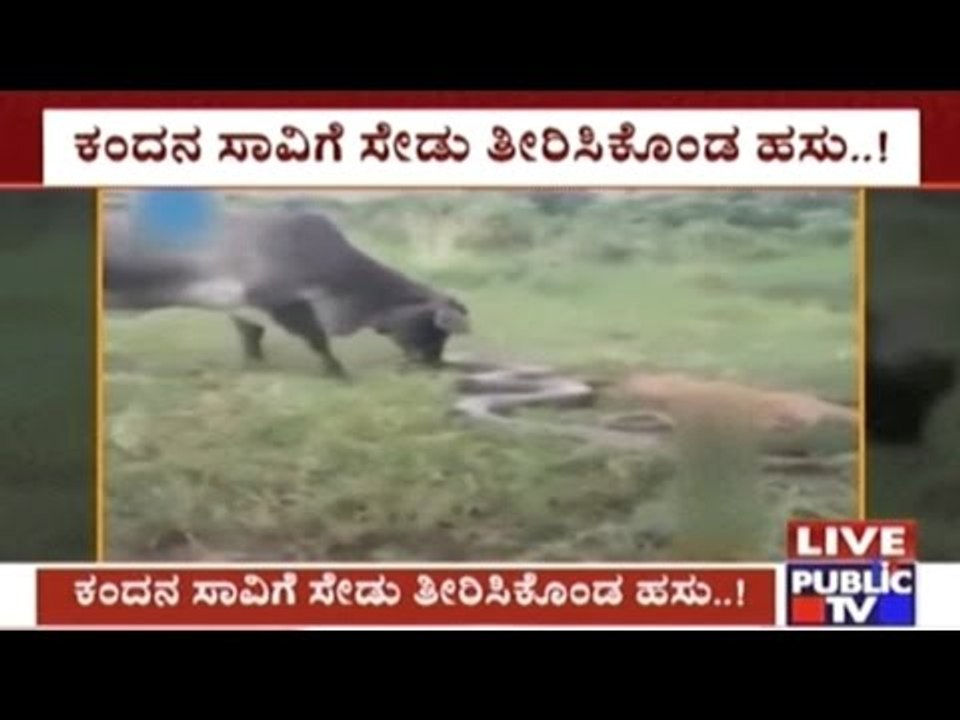 Tamil Nadu: Cow Fights & Kills Python That Kill...