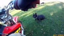 Angry Dogs Attack Motorcyclists _ B234