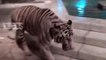 Funny Zoo Animal Surprise Attacks - Funny Animals Cdsfdf