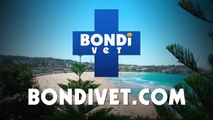 Bondi Vet Extras - Series 8 Episode 4 Clip 5
