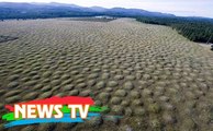 Vùng đất bỗng dưng mọc lên hàng nghìn nấm mồ khiến các nhà khoa học đau đầu