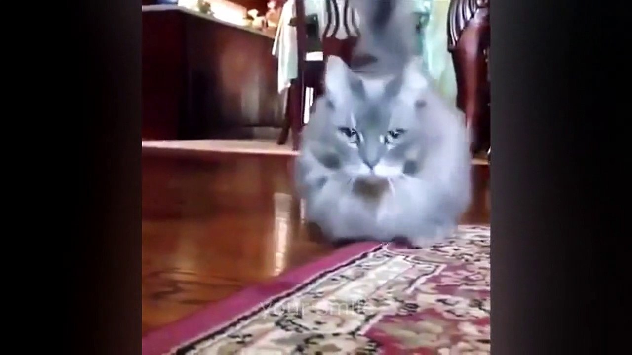 For the cat lovers on my FB.