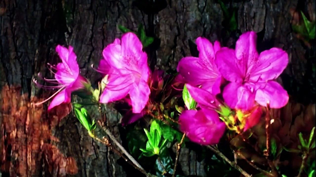 CANON Rock - Vanessa Mae