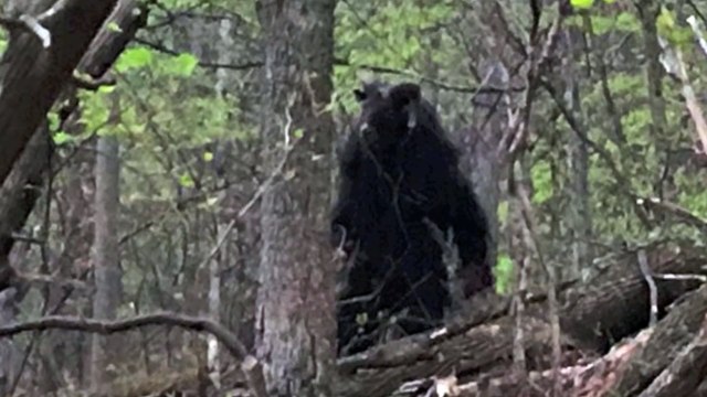 Unknown Creatures caught on Camera