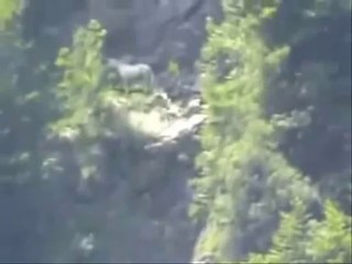 Unicorn sighting caught on Tape