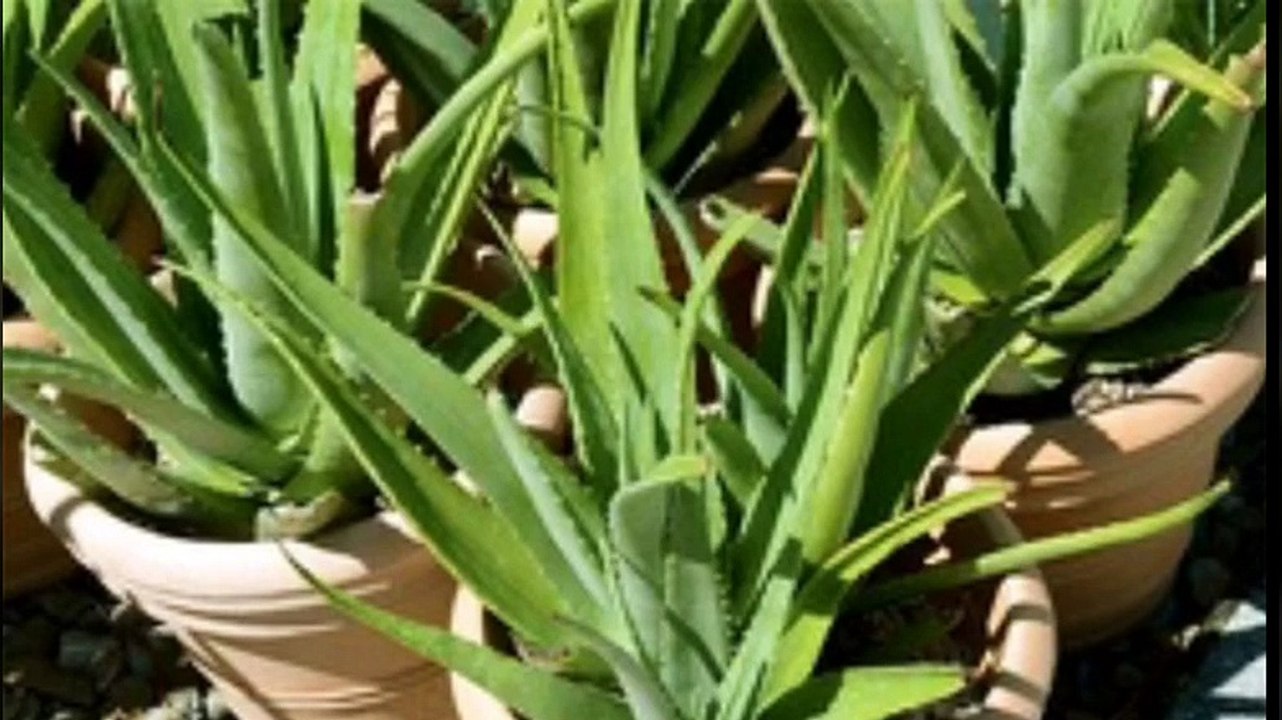 aloe vera review