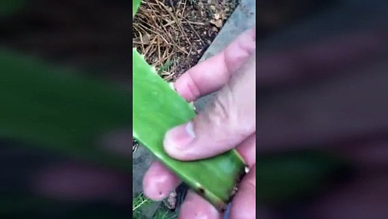 aloe vera at home