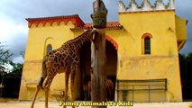 GIRAFAS Bisonte Tartaruga _ GiraFunny Animals