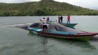 Giant whale washes up on Indonesian island