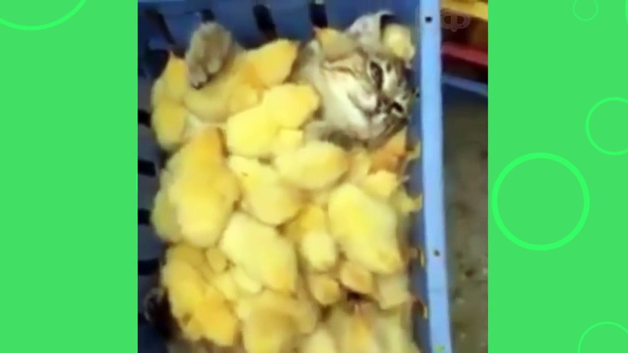 Funny Cats Guaranteed To Make You Laugh   Funny Cat Compilation