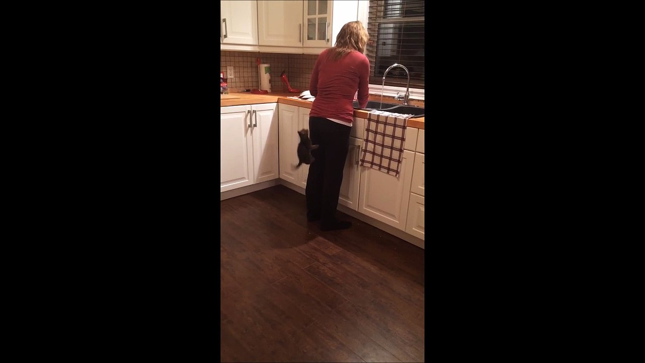 Ce chaton escalade sa maitresse... attention les griffes