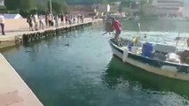 Un pêcheur harponne un marlin dans le port de Saint-Mandrier (Var)